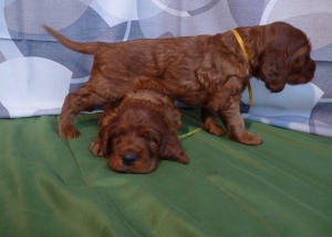 LIME AND GOLDEN BOYS 1 month