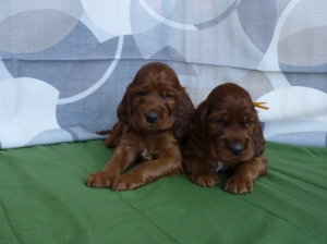LIME AND GOLDEN BOYS 1 month