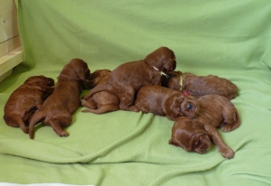 ALL PUPPIES day 20