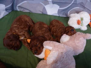 ALL PUPPIES 1 month