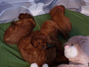 ALL PUPPIES 1 month