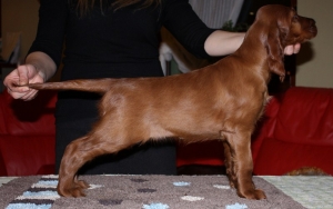 girl 5 SILVER BELLS- stays in the Arisland kennel
