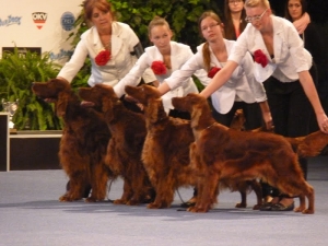 World Dog Show Salzburg 18.05.2012 breeding group ARISLAND kennel